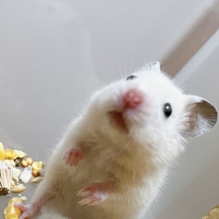 ハムスター