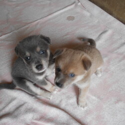 「預かりワンコの里親さん探し」サムネイル1