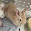 子うさぎ 3羽（茶色の子）