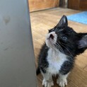 小さい体で一生懸命★チェリー