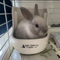 子うさぎ