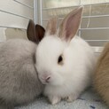 子うさぎ