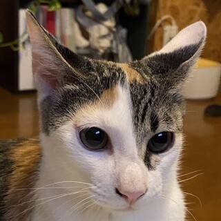 抱っこ大好きあまえんぼう姫♪サクラ