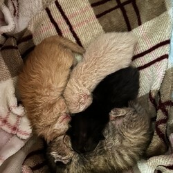 「はじめてのミルクボランティア」サムネイル2