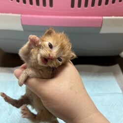 「はじめてのミルクボランティア」サムネイル3