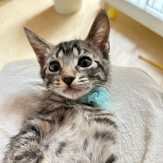 6/18荒川区譲渡会　しまじろう君