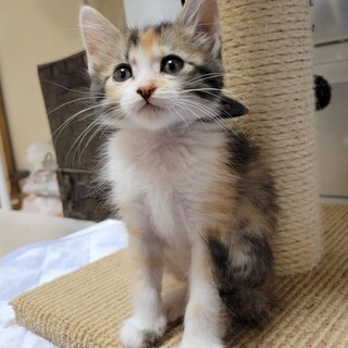 6/18荒川区譲渡会　夢夏ちゃん