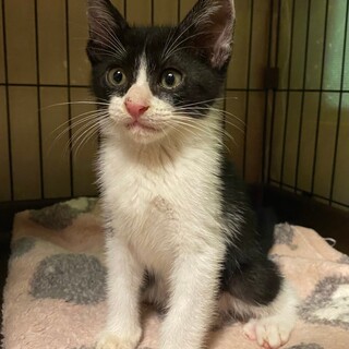 9/10荒川区西尾久譲渡会参加　ほしちゃん