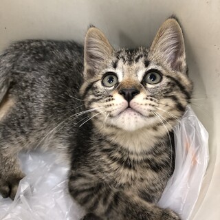 心優しいキジトラの男の子①2ヶ月♪