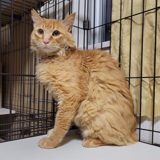 1/7さいたま市岩槻区譲渡会参加　カーギー