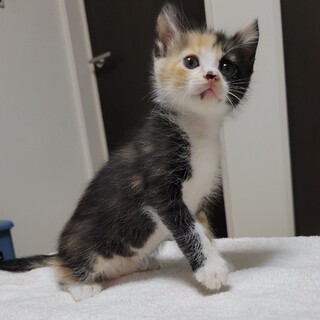 6/18荒川区譲渡会　ミミちゃん