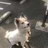 とても怖がりです。 サムネイル2