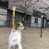 とても怖がりです。 サムネイル4