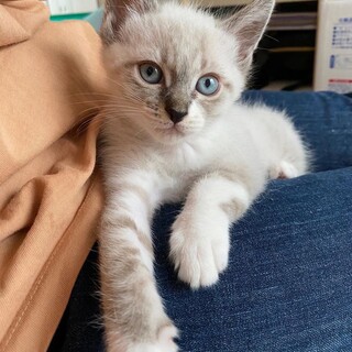 ブルータビーポイントの美しい子猫＊人犬猫大好き