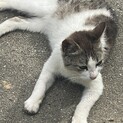 猫の里親になってくれる方を探しています
