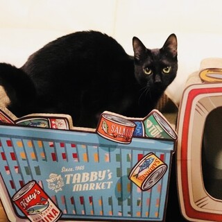 思慮深く可愛い可愛いAnela