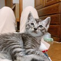 【急募】保護した子猫です。美形なグレーキジちゃん。