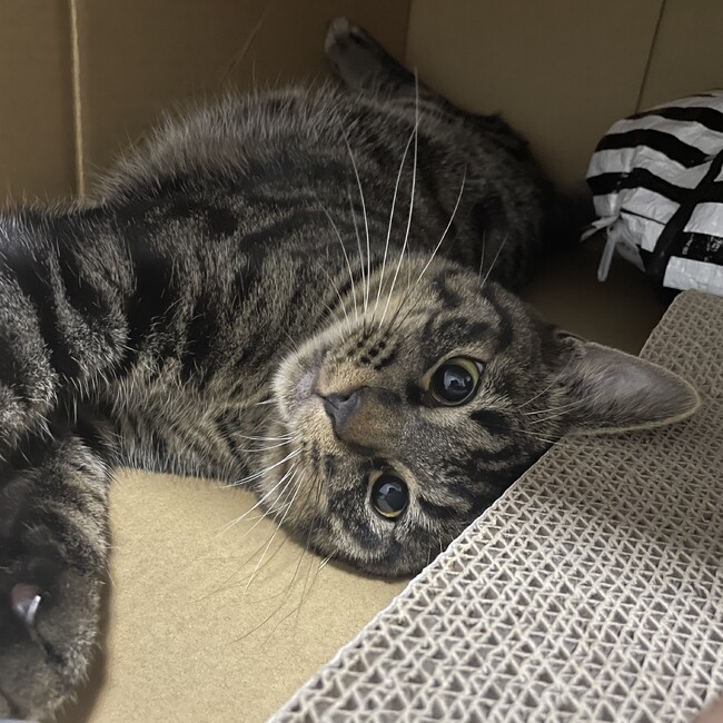 おにく。のカバー写真