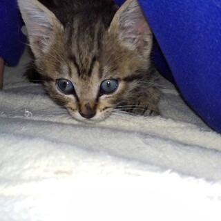 保護しました。