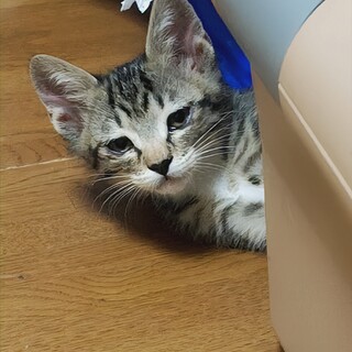 キジ白の紋次君里親さん募集一時停止