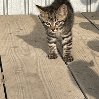 キジトラの子猫