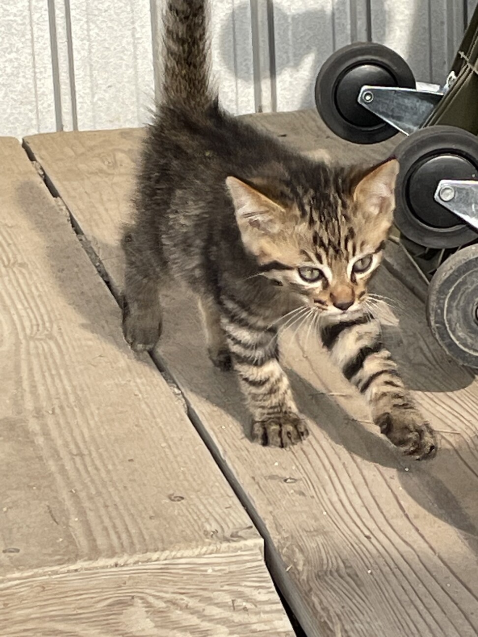 キジトラの子猫 サムネイル2