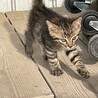 キジトラの子猫 サムネイル2