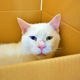 オッドアイがとっても可愛い男の子♡【ネス】