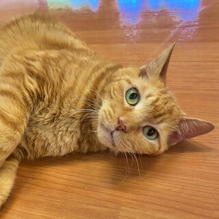 大人しく甘えん坊さん♡【レックス】