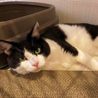 警戒心が強いけど段々心を開いてくれる子♪【ホシ】