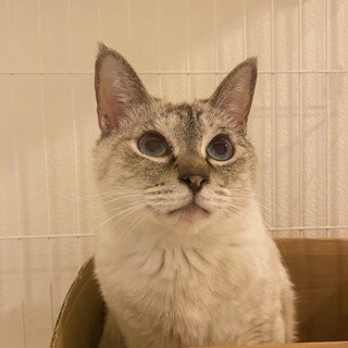 ゆっくりと環境に慣れてくれる可愛い子【ユウ】