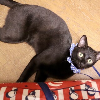 Mくん！手足もシッポも長いモデル級の八頭身‼︎