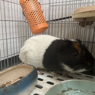 アレルギーになってしまった為里親募集致します。