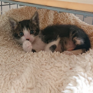 ※募集一時ストップします■ 抱っこゴロゴロ　パニ君