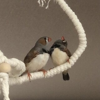 キンカチョウ　雛　ノーマル　オス