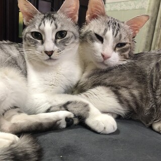 超甘えん坊兄妹❗️わんこも平気❗️