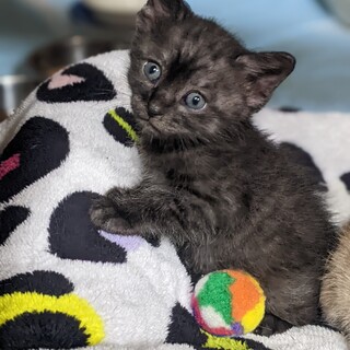 黒虎柄のつぶくん　交渉中です