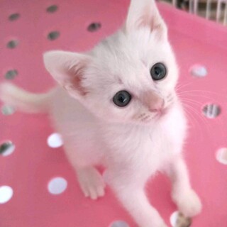 募集停止なれなれ可愛い女子⭐️マシロ