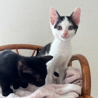 仲良しココとナッツ2匹一緒にお願いします❗️