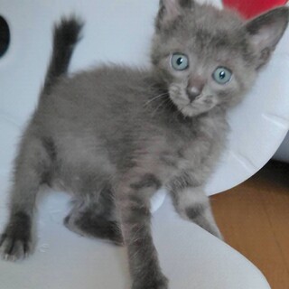 募集停止グレーのカワイイ女の子❤️マハ