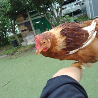 鶏の大雛(2023.2.14孵化)