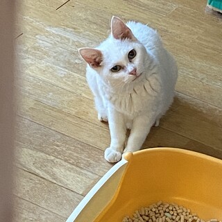 白猫オッドアイのラテちゃん★美人な大人猫さん
