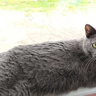 道南方面の方へ：ﾛｼｱﾝﾌﾞﾙ-のような母猫：４歳