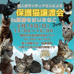 保護猫譲渡会 in 厚底をはいたねこ