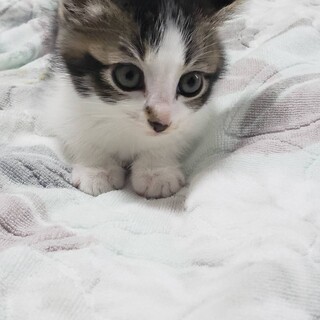 おっとりキジ白女の子