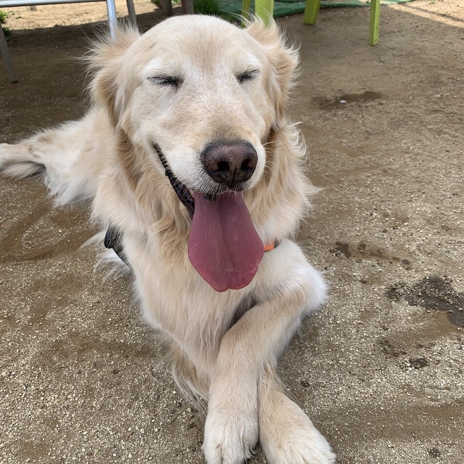ロビンのカバー写真