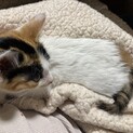 生後1ヶ月前後、人慣ればっちり三毛猫ちゃん