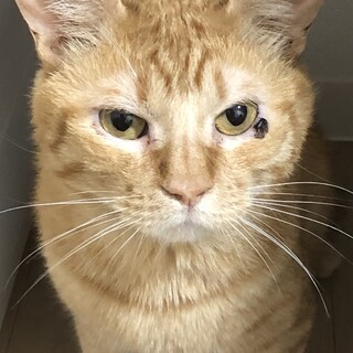 エイト君！人気の茶トラで甘えん坊です☆彡