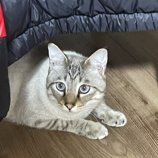 里親募集！1歳オス猫ちゃん