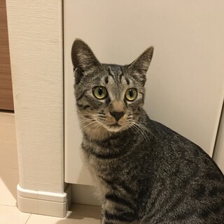 クールなイケニャン、だけど甘えん坊